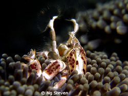 Anemone crab catching plankton spider style. Night dive i... by Ng Steven 